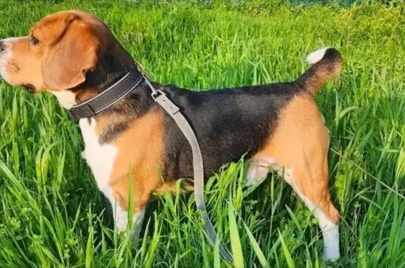 Собаки потеряшки, Аксай, фото: Потеряшка собака, ул. Луначарского 182, Аксай