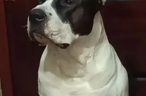 Пропала собака, ул. Радищева 9, Ставрополь