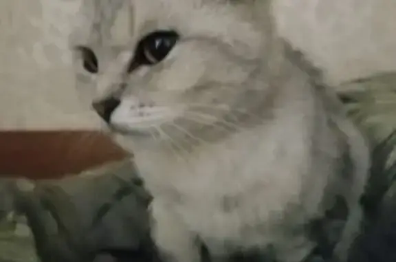 Найдена кошка, Чебоксары, фото: Кошка найдена: ул. Рихарда Зорге, Чебоксары