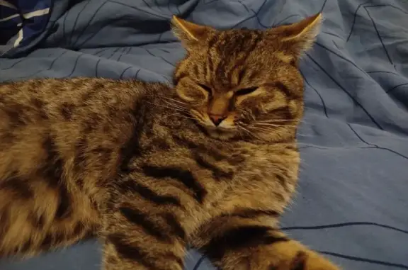 Найдена кошка, Екатеринбург, фото: Найдена кошка, Нагорная 46Б, Екатеринбург