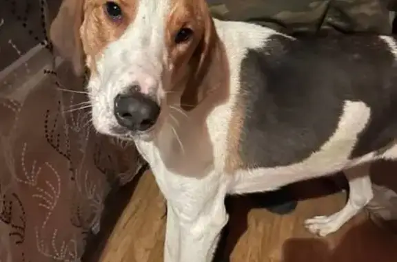 Найденные животные Деревня Старки, фото: Найдена собака, 55А, Деревня Старки