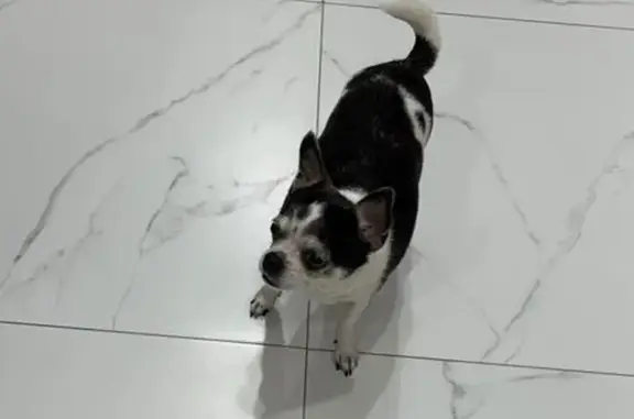 Объявления о пропавших и найденных животных, Новочебоксарск, фото: Пропала собака, ул. Воинов-Интернационалистов