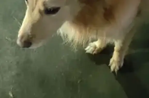 Найдена собака, Подольск, фото: Найдена собака, ул. Чехова 8А, Подольск