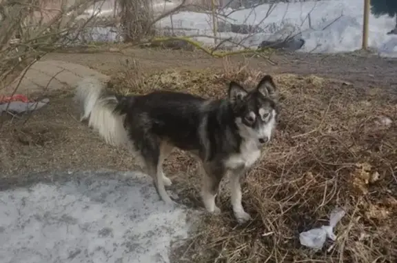 Пропала собака, Хотьково, 46Н-10514