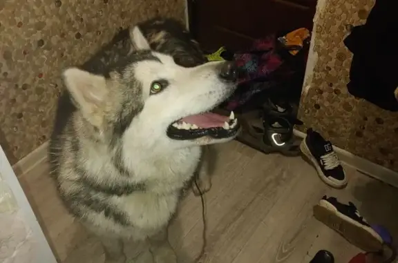 Найдена собака, Фрязево, фото: Хаски найдена: Линейная ул., 8, Фрязево