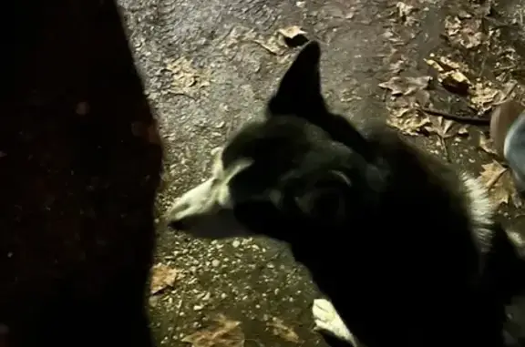 Найдена собака, Новороссийск, фото: Хаски найдена: Новороссийск, Индустриальная 1 к4