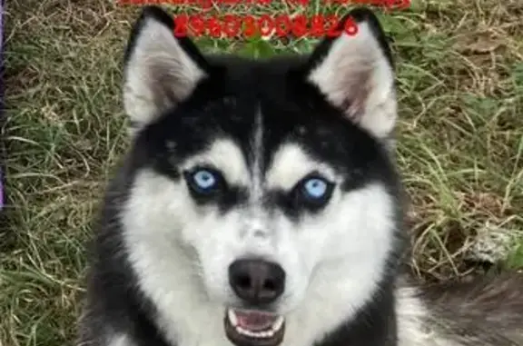 Пропала собака, Кузнецк, Пензенская обл.