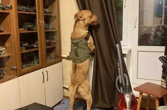 Найдена собака, Ильинский, фото: Найдена собака на Опаринской, 72Б