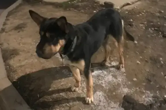 Поиск домашних животных, фото: Найдена собака, ул. Дружбы, 16, Чехов