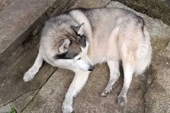 Пропала хаски, СПб, Ленинградская обл.