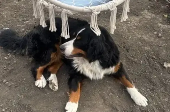 Собаки потеряшки, Ростов-на-Дону, фото: Потеряшка собака, 4-я Турнирная, Ростов-на-Дону