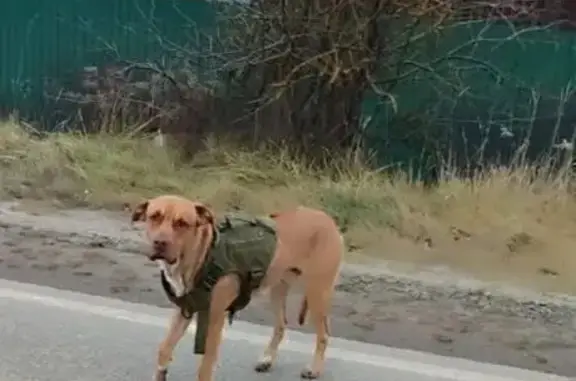 Объявления о пропавших и найденных животных, Бояркино, фото: Собака найдена в п. Ильинский, ул. Опаринская