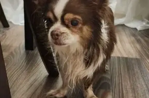 Найдена собака, Низинское, фото: Собака найдена: 41К-623, Низинское СП