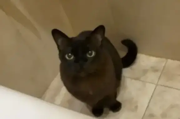 Пропала кошка, Кутузовский проспект, Москва