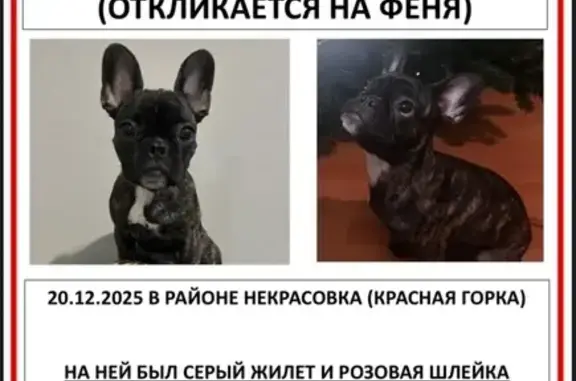 Пропала собака, ул. Черёмухина, Люберцы