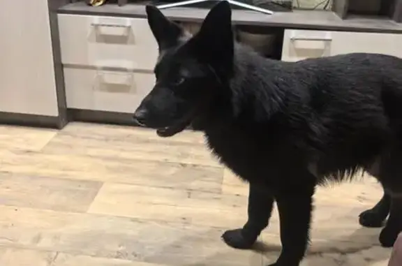 Найдена собака, Новый, фото: Собака найдена в СНТ Октава 5, Тульская обл.