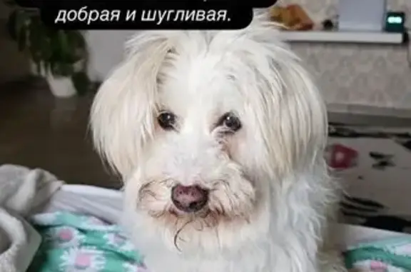 Собаки потеряшки, Находка, фото: Потеряшка собака, Полевая ул., Находка