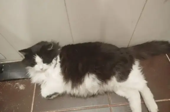 Кошки потеряшки, Лечищево, фото: Потеряшка кошка, Лечищево, Центр. ул.