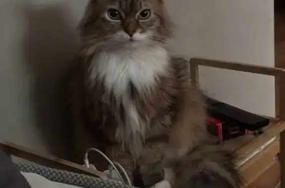 Пропала кошка, Космическая 16/1, Кемерово