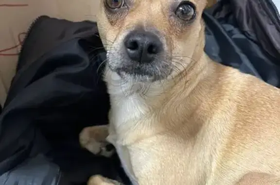 Найдена собака, Томск, фото: Собака найдена на пл. Кирова, Томск