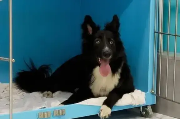 Пропала собака на ул. Марченко, Челябинск