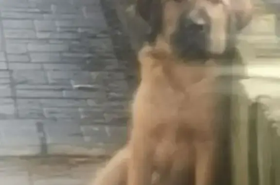 Пропала собака, Надеждинское, Приморье