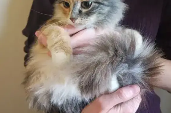 Объявления о пропавших и найденных животных, Медвенка, фото: Найдена трёхцветная кошка в Медвенке, Тула