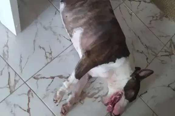 Собаки потеряшки, Красный, фото: Потеряшка собака у п. Красный, км 10+021