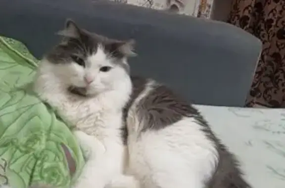 Кошки потеряшки, Чусовой, фото: Потеряшка кошка, ул. 50 лет ВЛКСМ, 25