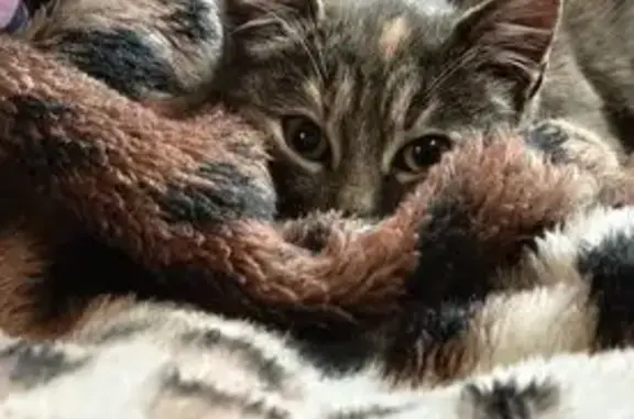 Кошки потеряшки, Выборг, фото: Потеряшка кошка, пр. Ленина 5А, Выборг