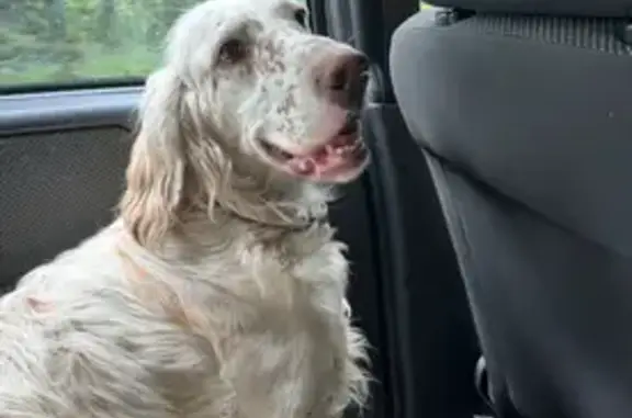 Собаки потеряшки, Запорожское, фото: Потеряшка собака, Запорожское с/п, Ленобласть