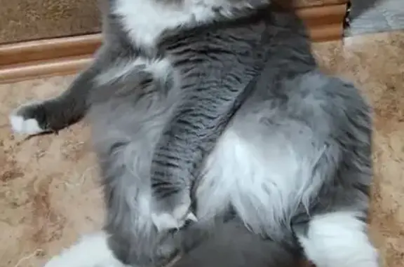 Объявления о пропавших и найденных животных, Северск, фото: Пропала кошка, Солнечная ул., 7, Северск