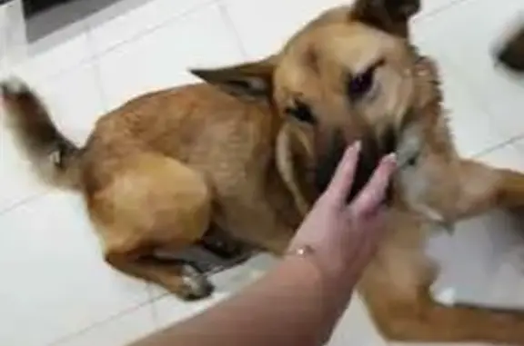 Найдена собака, Киров, фото: Найдена собака, Октябрьский проспект, Киров