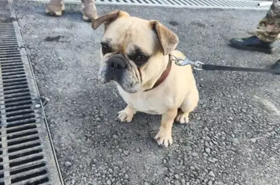 Найдена собака, Соловей-Ключ, фото: Французский бульдог найден, Центральная 12Б
