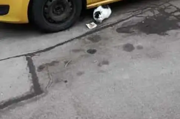 Найденные животные Москва, фото: Кошка найдена: Болотниковская ул, 18 к2