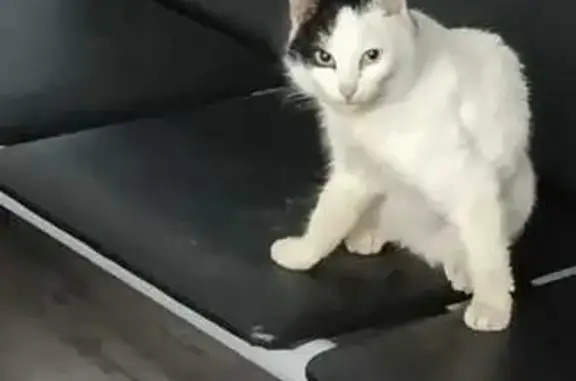 Поиск домашних животных, фото: Кошка найдена: Болотниковская ул, 18 к2