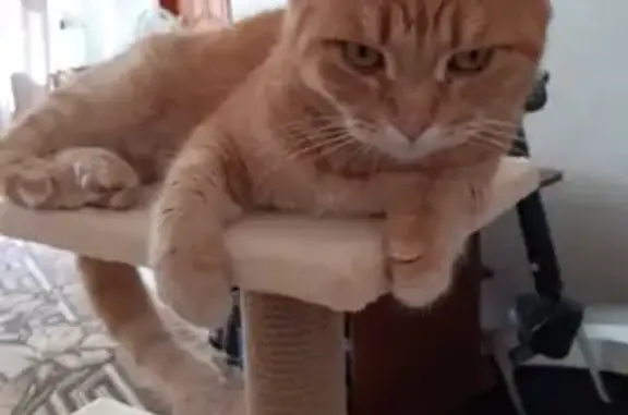 Пропала кошка в Елабуге, Татарстан