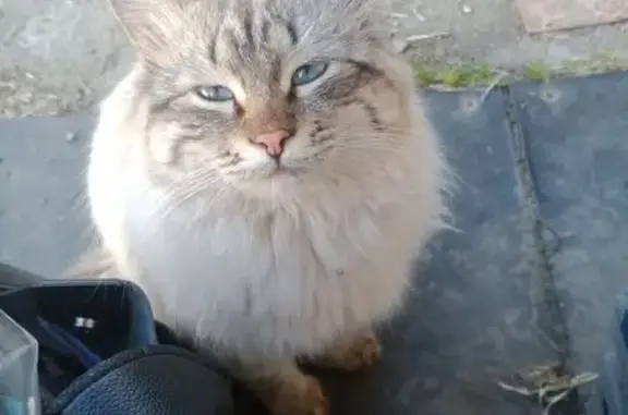 Пропала тайская кошка, Диспансерный 47