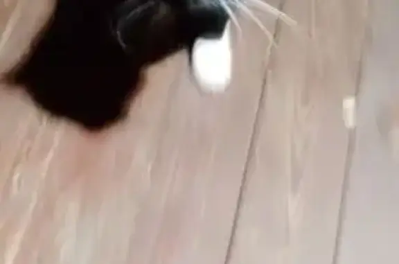 Найдена кошка, Савватьевское торфопредприятие, фото: Кошка найдена, Центральная ул. 79, Савватьево