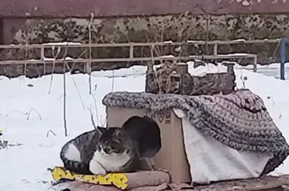 Найдена кошка, Хабаровск, фото: Кошка найдена у подъезда, Королёва 12, Хабаровск