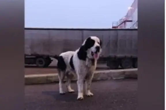 Объявления о пропавших и найденных животных, Домодедово, фото: Собака найдена: ул. Ленина, Домодедово