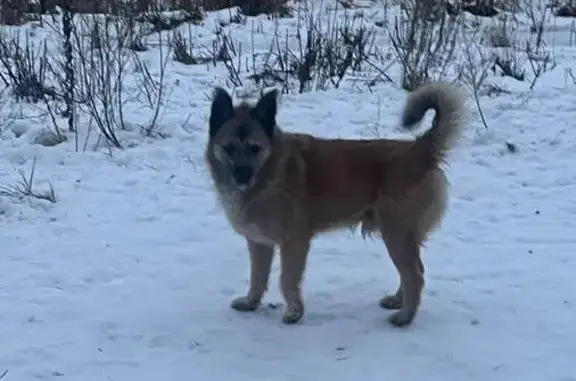 Найдена собака, Нижний Новгород, фото: Собака найдена: Яблоневая, 28Б, Н. Новгород