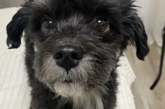 Собаки потеряшки, Нижний Новгород, фото: Потеряшка кабель Макс, Веденяпина 4, НН