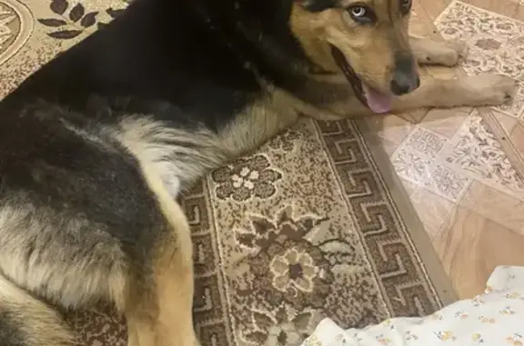 Объявления о пропавших и найденных животных, Новокузнецк, фото: Собака найдена: Кондомское шоссе, 46