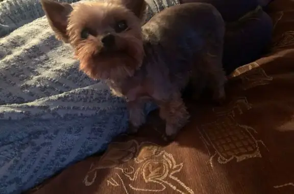 Пропала собака на Детскосельском, 1, Пушкин