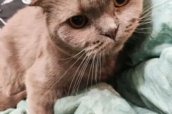 Найдена кошка, Калининград, фото: Кошка найдена: ул. Генерала Соммера, 48