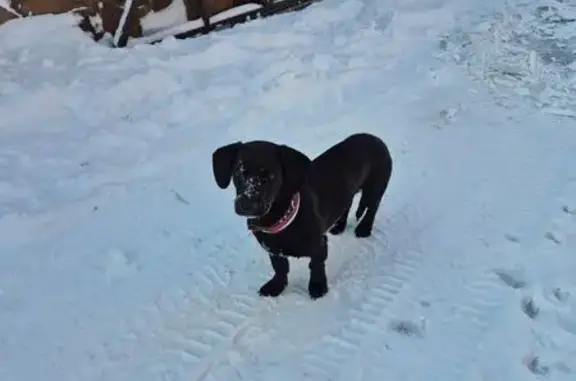 Найдена собака, Хабаровск, фото: Собака найдена: Тихоокеанская 136, Хабаровск