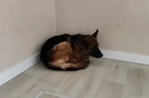 Найдена собака, Тюмень, фото: Найдена овчарка, Тюмень, Славянская 2А к1