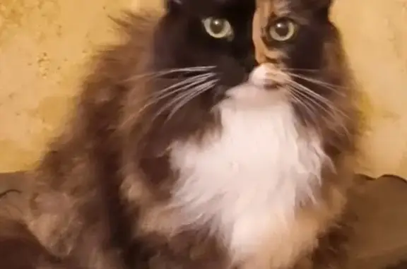 Пропала кошка Лола, Ковенский 23, СПб