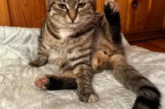 Найдена кошка, Чита, фото: Кошка найдена у больницы, Новобульварная 20